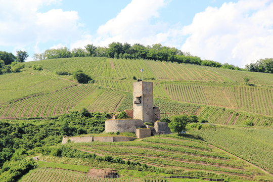 Château fort du Wineck à Katzenthal en Alsace