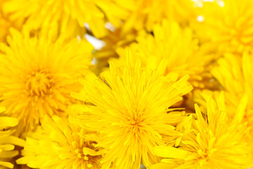 Dandelion flowers close-up