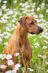 Rhodesian ridgeback puppy dog in a field of flowers