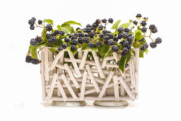 Blackberry fruit growing on branch isolated in wooden basket