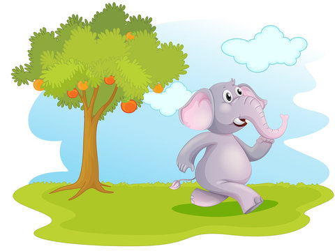 An elephant running near the orange tree