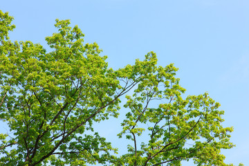 新緑の葉っぱと青空