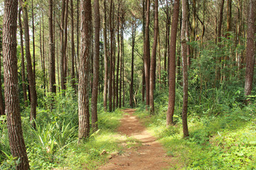 footpath in spring forest