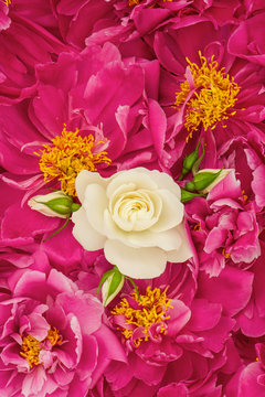 beautiful pink peony flowers with white single rose