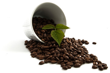 Coffee leaf