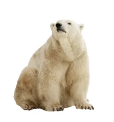 Photo sur Plexiglas Ours polaire ours polaire. Isolé sur blanc