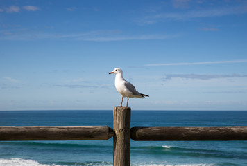Obraz premium Seagull perched on a wooden fence against an ocean view