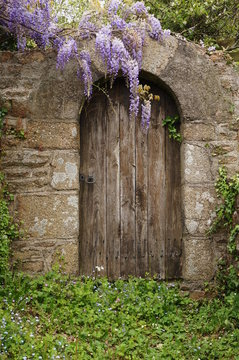 Gartent&uuml;r mit Glycine