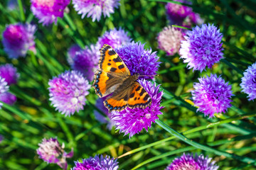 butterfly on a chive