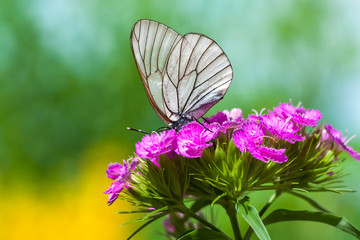 the butterfly sits on flowers