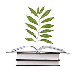 Sapling growing from book