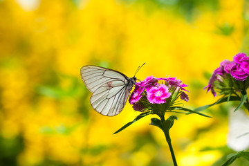 the butterfly sits on flowers