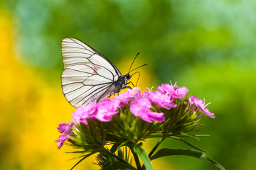Fototapeta na wymiar motyl siada na kwiatach
