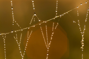 web with dew drops