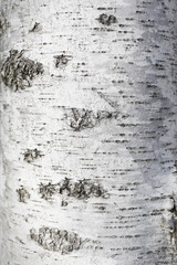 Birch bark texture 2 - obrazy, fototapety, plakaty