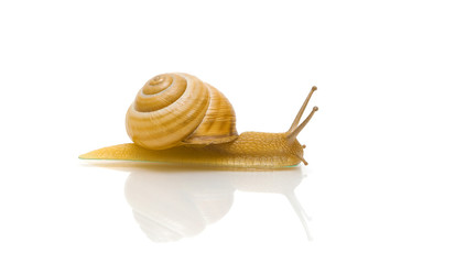 snail on a white background close-up