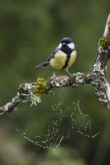 great tit bird with Cobweb and dew