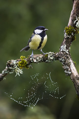 great tit bird with Cobweb and dew