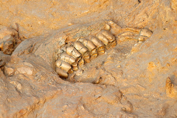 Ancient fossil jaw bone extinct short-necked giraffe