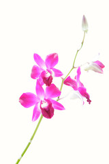 Naklejka na ściany i meble orchid isolate