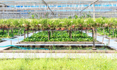 orchid farm at thailand