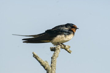 Hirondelle de cheminée, Hirundo rustica © JAG IMAGES