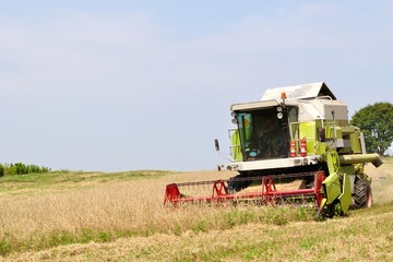 Fototapeta premium Combine in the field during harvesting with space on left side