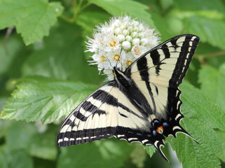 Tiger Swallowtail