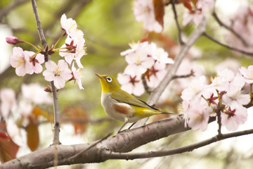 White-eye bird on blooming cherry on green background