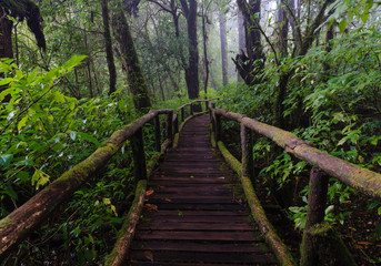 Fototapeta premium Wood footpath in tropical rain forest in Thailand