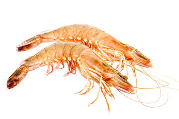 raw shrimps on white