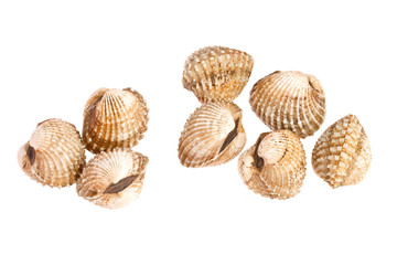 cockles on white