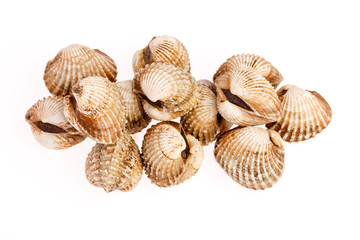 cockles on white