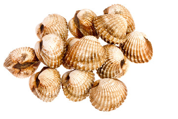 cockles on white