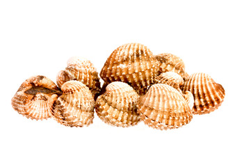 cockles on white