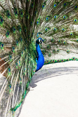 Obraz premium Close up of peacock showing its beautiful feathers