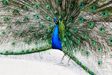 Naklejka premium Close up of peacock showing its beautiful feathers