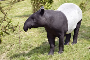 Malayan tapir (Tapirus indicus) on grass - obrazy, fototapety, plakaty