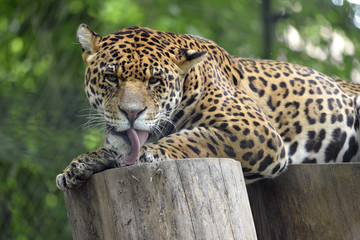 Fototapeta na wymiar Jaguar (Panthera onca) kłód drewna i liżąc łapę