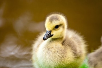 Küken der Kanadagans, Lüneburger Heide, Niedersachsen, Deutschland, Europa, Portrait