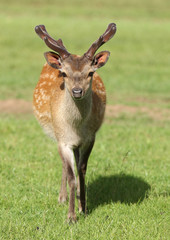 Close up of a young male Fallow Deer