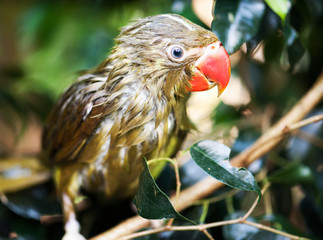 parrot