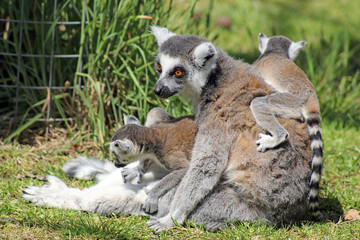 ring tailed lemur family