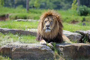 Plakat male lion