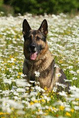 Deutscher Schäferhund sitzt im Blumenfeld