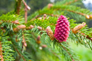 Fototapeta premium Spruce tree branch with young cones