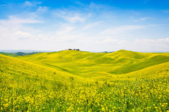 Field of flowers with blue sky and clouds, Tuscany, Italy