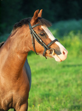 portrait of beautiful welsh pony mare