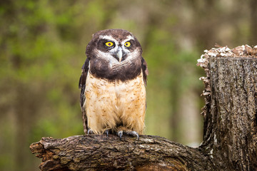 Spectacled Owl