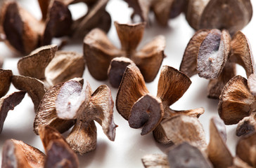 cones of  Platycladus orientalis
